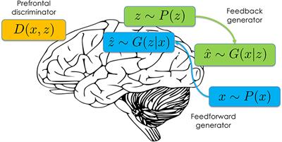 The Generative Adversarial Brain